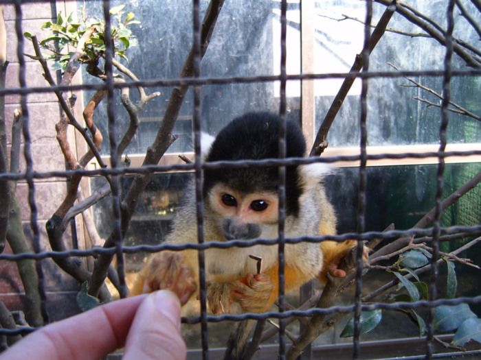 13-monkeyhungry
