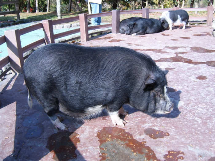 "Don't judge me. I have a thyroid problem!"