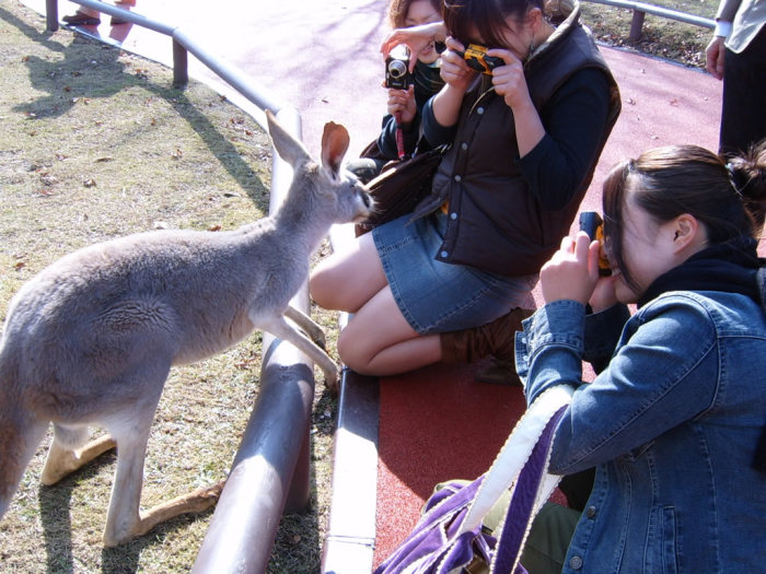 Japanese girls have apparently not seen any of the numerous internet videos of kangaroos flipping the fuck out and beating people senseless.