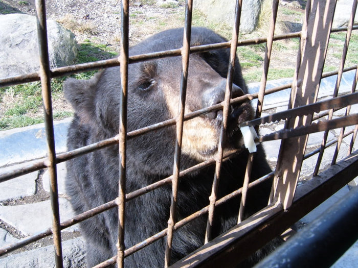 The bears just looked so bored and over it the entire time. It was great.
