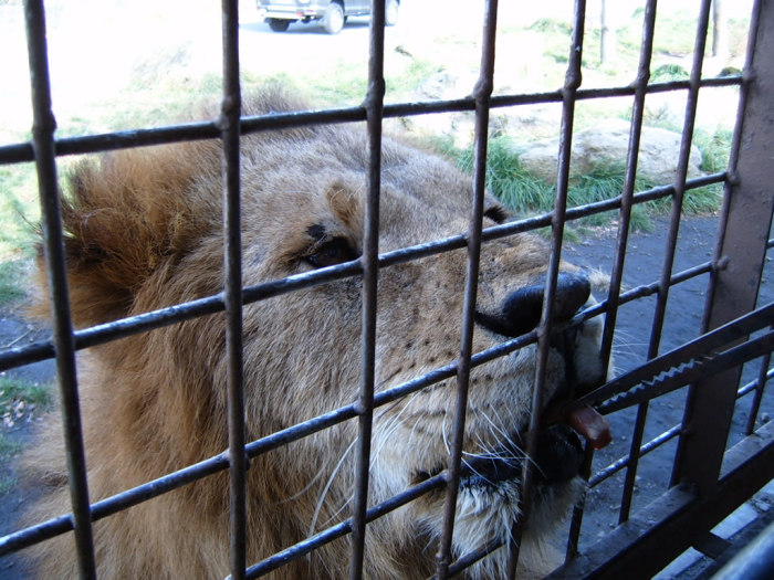 Meow-I have another?