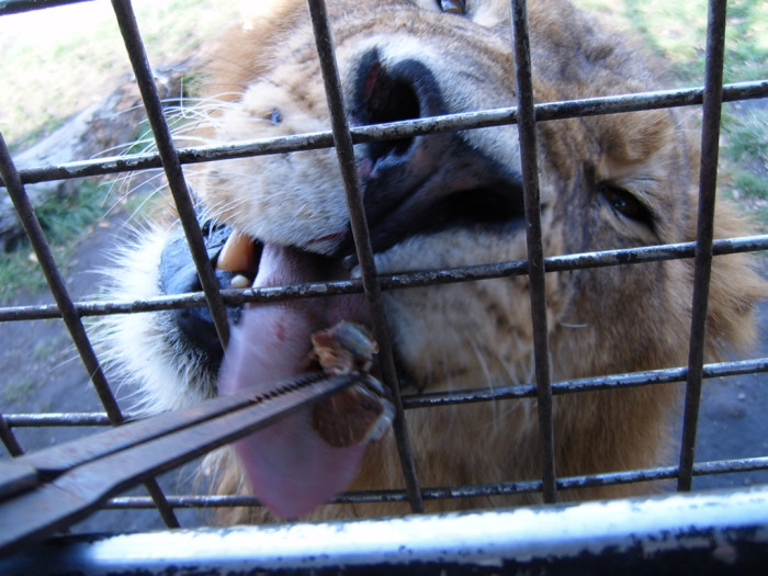 Male lions have really big heads. You don't get a feel for that through photos or TV shows. It's like meeting Falcor in real life.