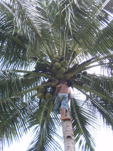 If a coconut falls naturally from a tree it is already bad, according to the locals.