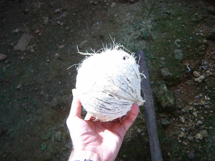 I bet you didn't know that freshly husked coconuts were white, not brown!
