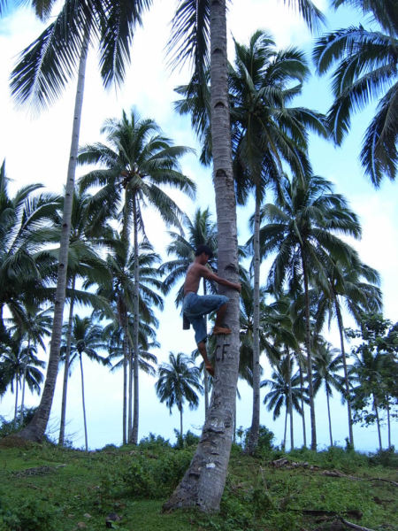 This guy can go up these trees twice as easily as you go up stairs.