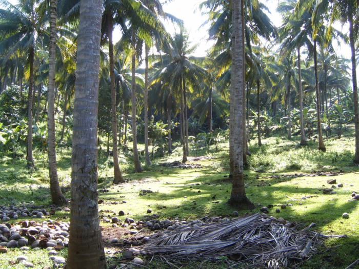 These trees are all being farmed for coconuts.
