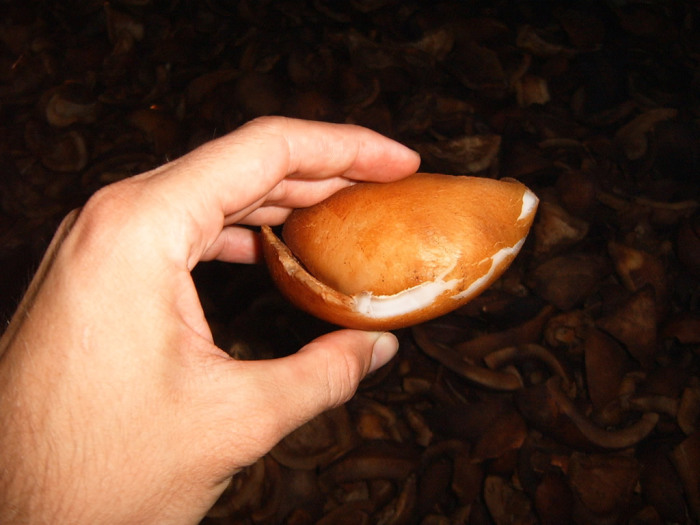 Nearly dry enough for pressing out the oil.