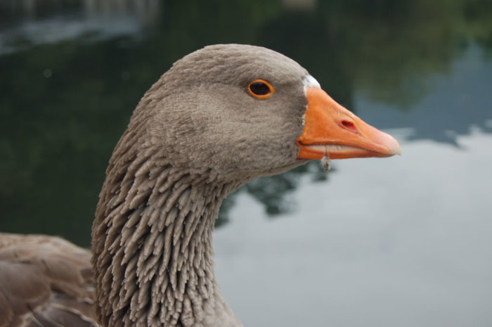 duck_head