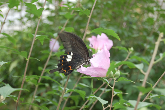 kanazawa_butterfly