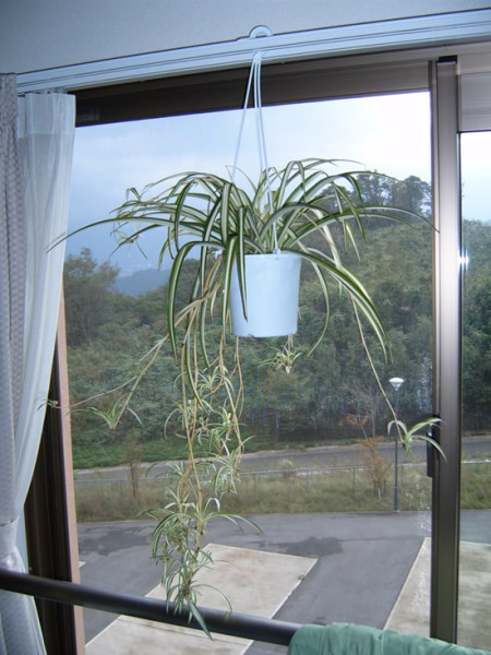 (It's a Spider Plant.)