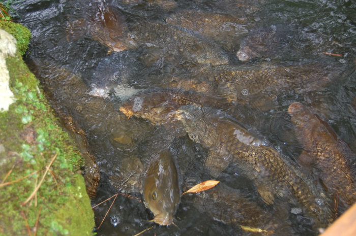 Koi are omnipresent.