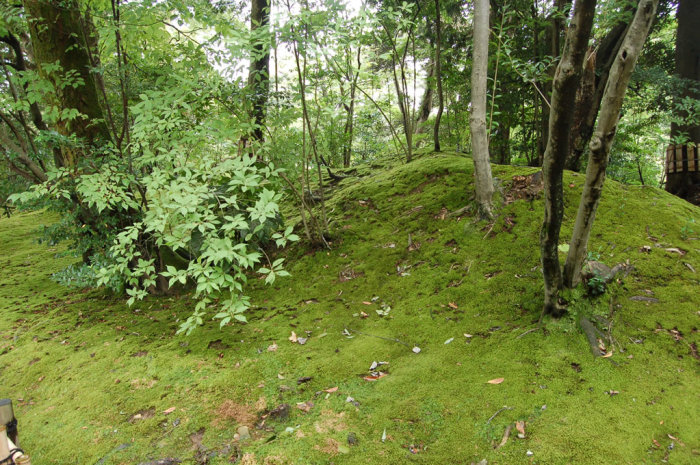 We were all quite fond of the moss carpets throughout the garden.