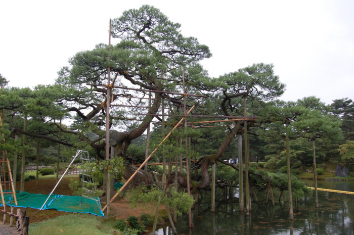 Without the scaffolding this pine would have collapsed long ago.