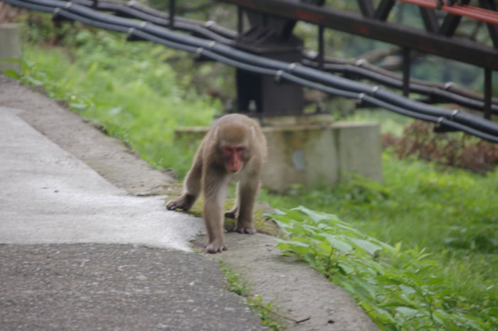 Quick! Quick! Before it disappears!