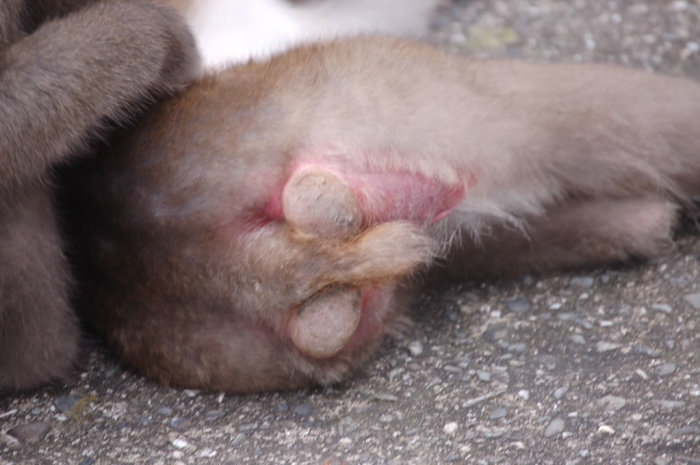 Ass calluses? Ass callusi?