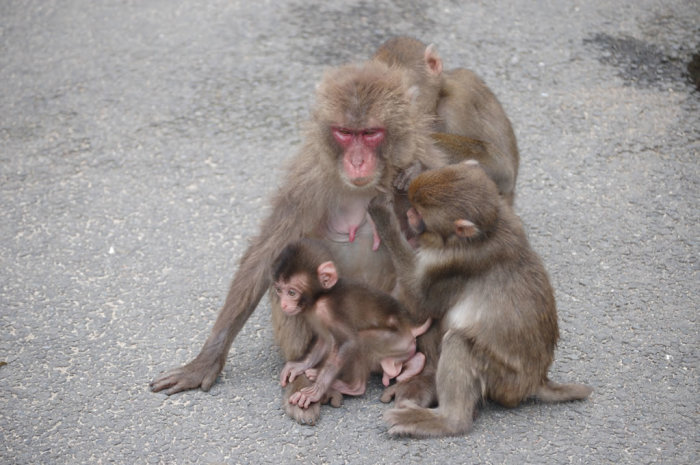 monkey_mama
