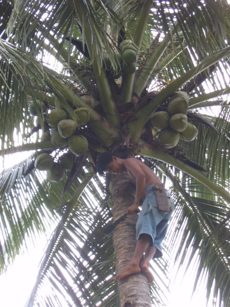 The steps they hack into the trunk are as shallow as possible to minimize impact on the tree when its alive and on the lumber it will become when it dies.