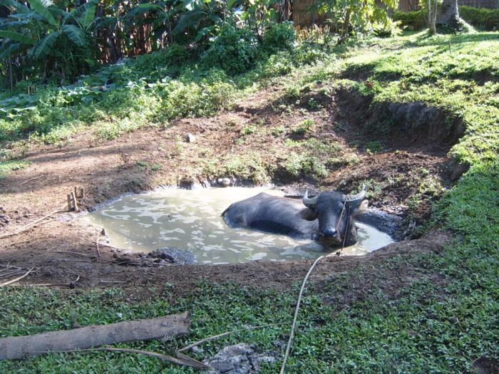 To leash the oxen, the locals put a ring through one nostril and then tie a rope to the ring.