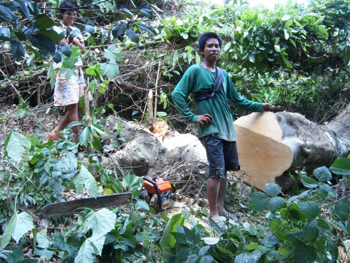 We protect every tree on the island, except this one - fuck this one!