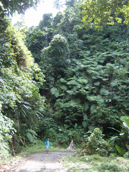 A glimpse of the real Philippine jungle!