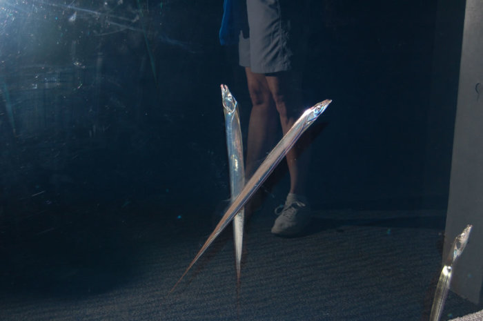 sword-like_fish_2
