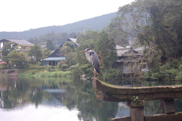 yufuin_heron